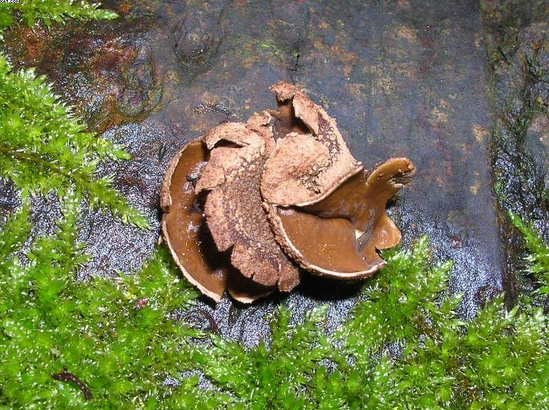 Reigoldswil  (CH)  25  marzo  2005